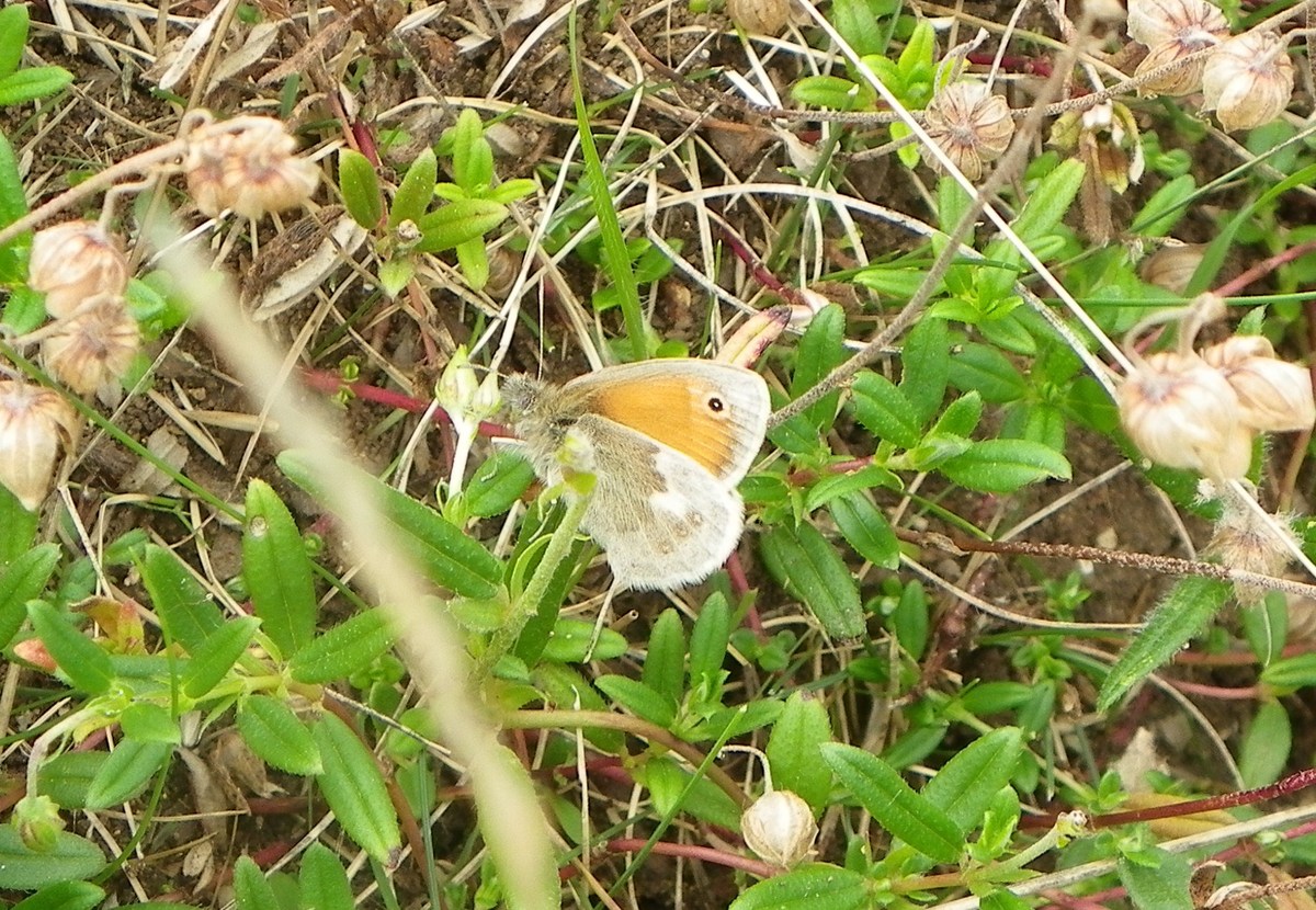 Small heath